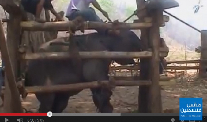 بالفيديو: تعذيب الفيلة في تايلاند لإستغلالها في السياحة