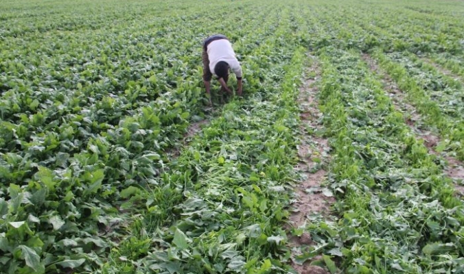 الضربات من جميع الاتجاهات على مزارعي غزة وآخرها رش إسرائيل لمبيدات كيميائية تقضي على محاصيلهم الحدودية
