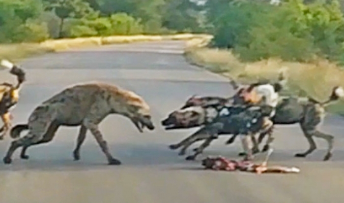 بالفيديو| معركة بين الكلاب البرية وضبعين مرقطين.. فمن سيفوز؟