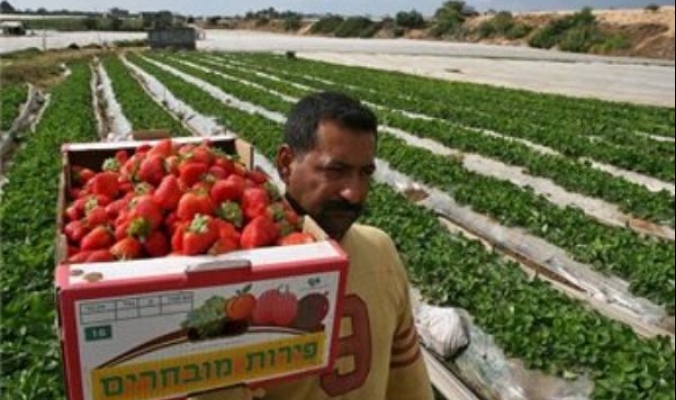 موسم الفراولة في غزة يخسر ملايين الدولارات