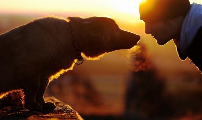 باحثون يكتشفون سر الصداقة بين الكلاب والبشر