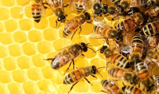 ماذا لو اختفى النحل؟ سيناريو مخيف للبشرية