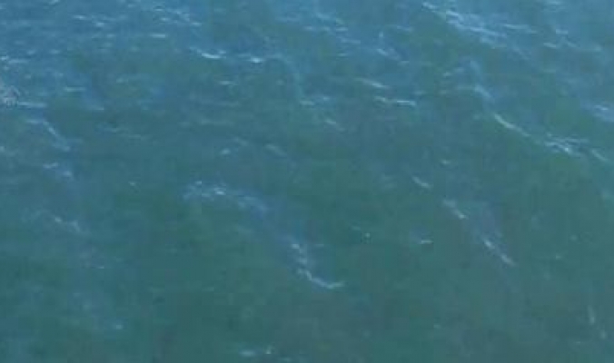 قفز في مياه البحر هرباً من الشرطة فوجد نفسه متبوعاً بسمكة قرش