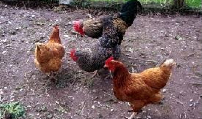 الدجاج ربما يساعد مستقبلاً في علاج مشكلة الصمم لدى الإنسان