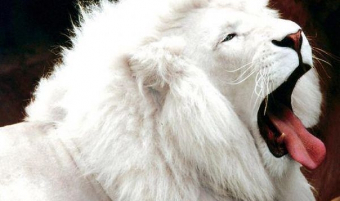 بالصور ،، الأسد الأبيض من أندر وأجمل أنواع الحيوانات