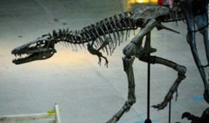 اكتشاف ديناصور عمره 120 مليون سنة باليابان