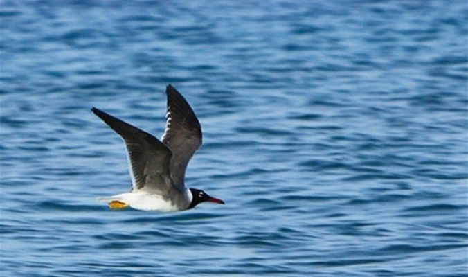 مادة لزجة غامضة تلوث الطيور البحرية في خليج سان فرانسيسكو