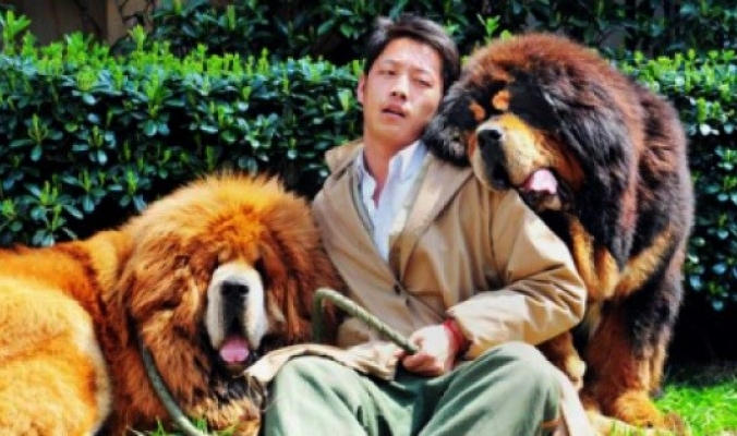 صيني يشتري أغلى كلب في العالم بمليوني دولار