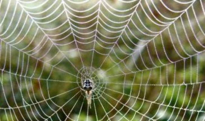 اكتشاف سر قوة خيوط شبكة العنكبوت