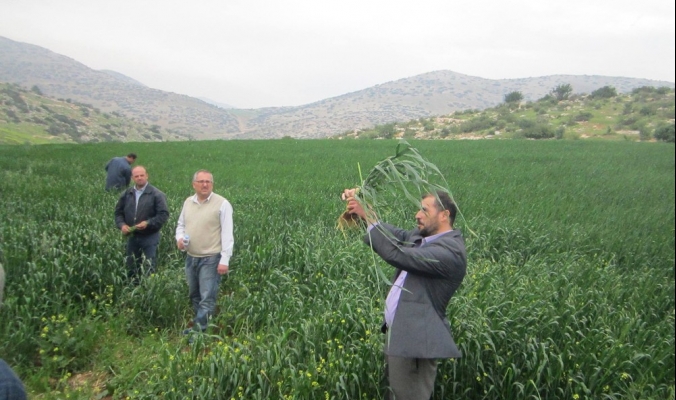 359 ألف طن العجز الفلسطيني في إنتاج القمح ونسبة الاكتفاء الذاتي 10%!