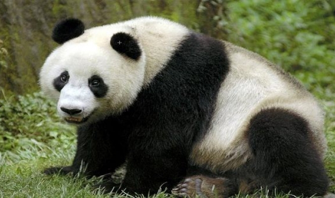 هل فى خطر فى بالك مرة السر وراء البقع السوداء فى جسد حيوان الباندا؟
