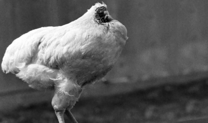 هل حقًا يُمكن أن يعيش الدجاج بدون رأس؟!