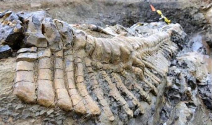 علماء الآثار يكتشفون ذيل ديناصور في المكسيك