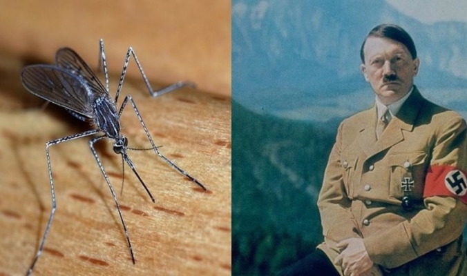 بالصور ..كيف حاول هتلر استخدام البعوض لهزيمة الحلفاء؟