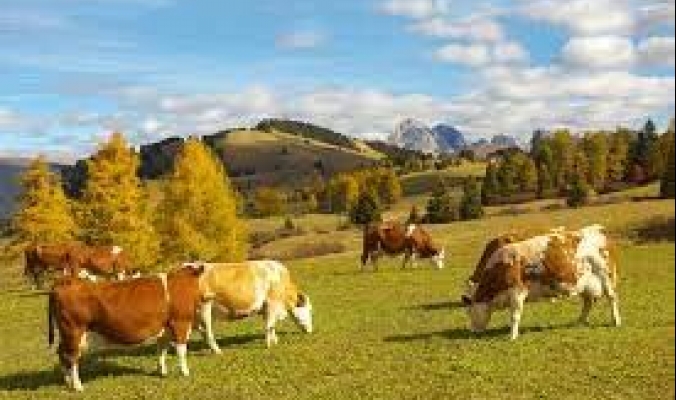 زيادة درجة حرارة كوكب الأرض.. ما دور الأبقار في ذلك؟