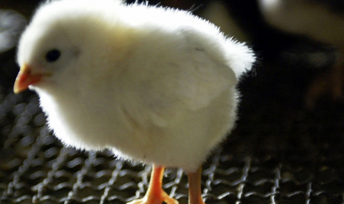 أخيراً حلّوا لغز المعجزة: العلماء يكتشفون كيفية خروج فراخ الدجاج من البيض رغم صلابة القشرة