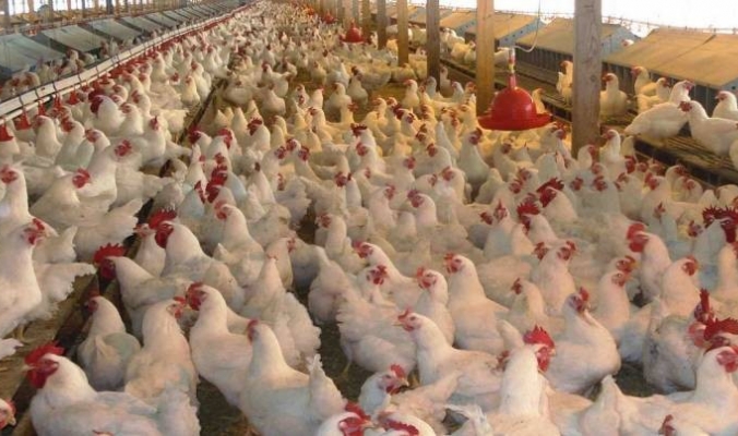 تطورات هامة في قضية أسعار الدجاج الجنوني