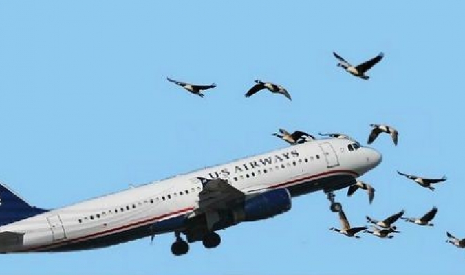 ماذا يحدث عند اصطدام الطيور بالطائرات؟