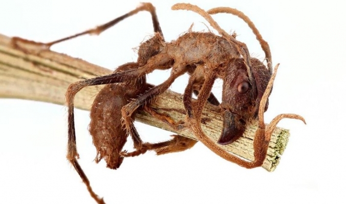 أسرار قبضة الموت.. كيف يسيطر الفطر القاتل على النمل