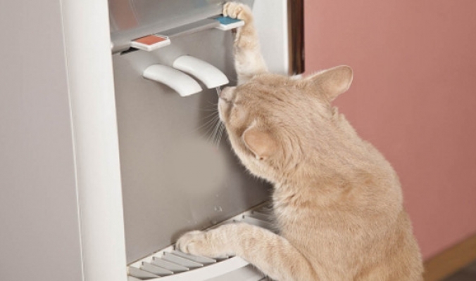 شاهد ماذا فعلت قطة كي تشرب من “مبرد الماء”