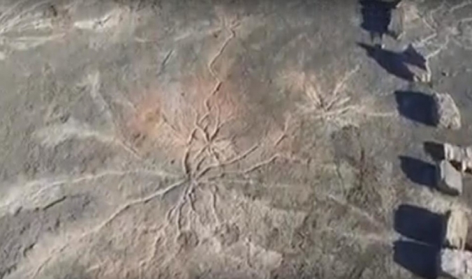 &quot;كايرو&quot;.. أقدم غابة متحجرة في العالم عمرها 385 مليون عام