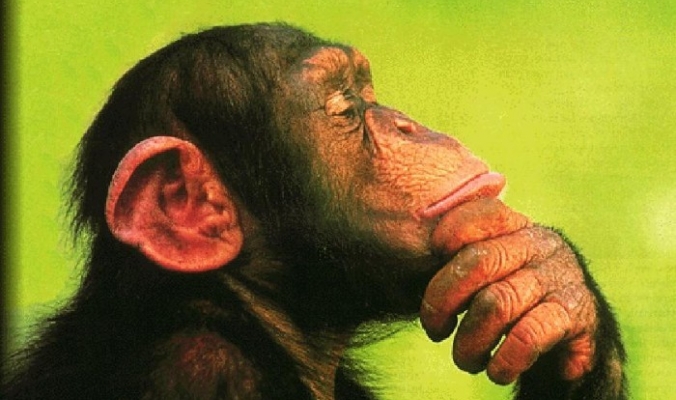 لماذا لا تستطيع القرود الكلام وهي تمتلك أحبال صوتية كالإنسان ؟