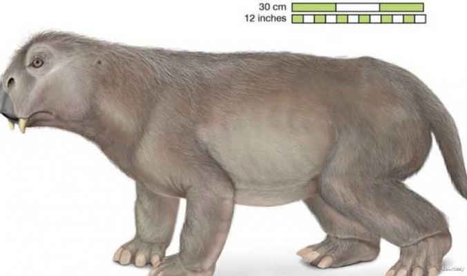 أول كائن دخل سباتا على الأرض.. علماء يكشفون حقائق مثيرة عن حيوان ليستروصورس