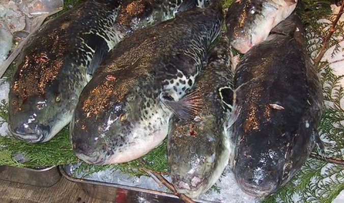 بالصور والفيديو.. سموم السمك البخاخ تكفى لقتل 30 شخصًا