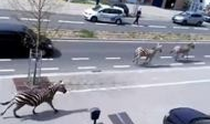 بالفيديو: قطيع من الحمير الوحشية يجتاح شوارع بروكسل