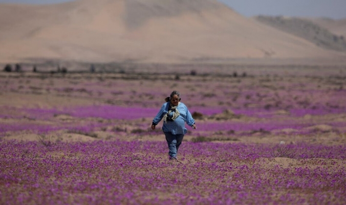 ظاهرة &quot;ازدهار الصحراء&quot; تلوّن أكثر مناطق العالم جفافاً