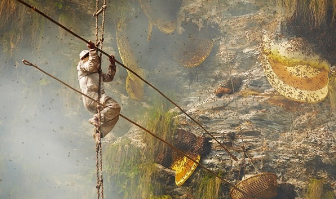 كأنها من عالم آخر: فن صيد العسل في نيبال قصة أخرى!
