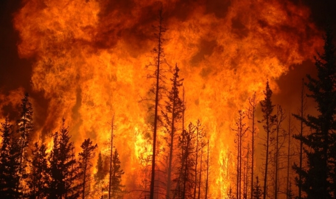 إحداها تسبب في إتلاف 55 مليون فدان.. ما أكبر حرائق الغابات في التاريخ الحديث؟