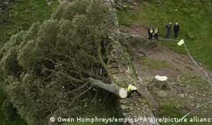 غضب وحزن في بريطانيا بعد قطع شجرة عمرها قرنين