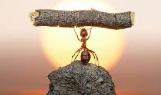 حقائق غريبة قد لا تعرفها عن عالم النمل.. عددها يصل الى 10 كوادريليون نملة