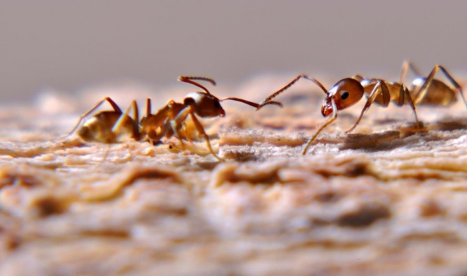 نتائج تجربة عملية.. النمل لا يعاني من اختناقات المرور