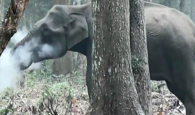 ما حقيقة أمر هذا الفيل المُدَخِّن؟