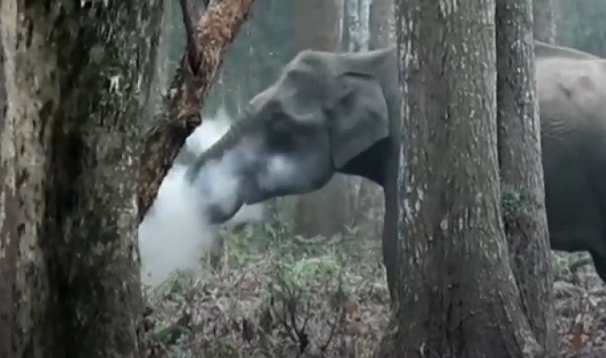 شاهد.. فيل &quot;يدخن&quot; في الغابة