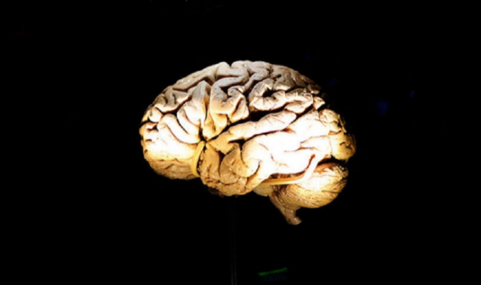 حل لغز نسيج دماغ بشري ظل سليما لمدة 2600 سنة