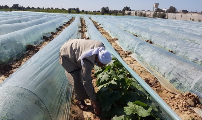 الأنفاق الزراعية في غزة.. ترشيدٌ لمياه الري ومحاصيل عضوية ونتاج غزير في غير مواسمه