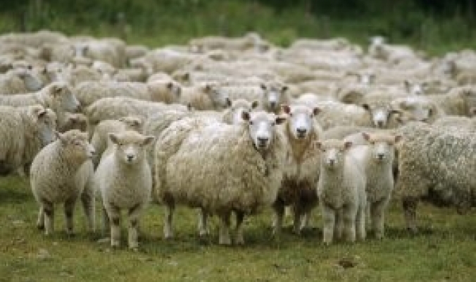 &quot;الزراعة&quot;: 3 آلاف خروف ستصل الضفة خلال أسبوعين وتخفّض أسعار اللحوم