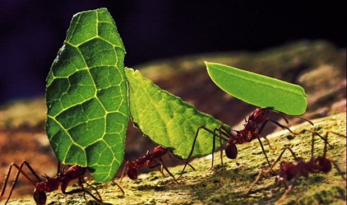 هل تعلم ما الذي يفعله النمل في أوراق الشجر التي يحملها على ظهره؟!