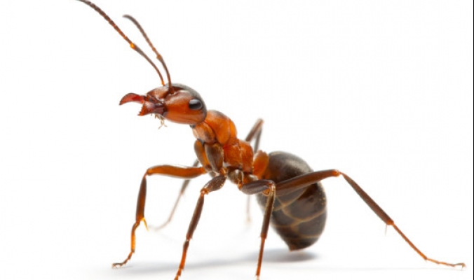 النمل أقوى مما تتخيل بكثير
