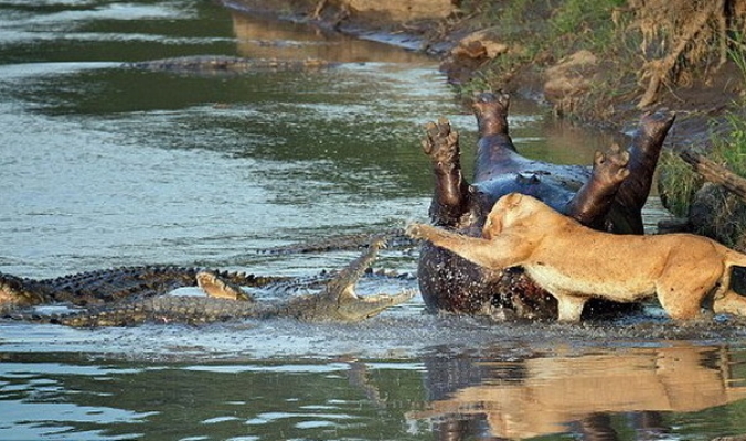 صراع مرعب بين أسد وتمساح على جثة فرس النهر