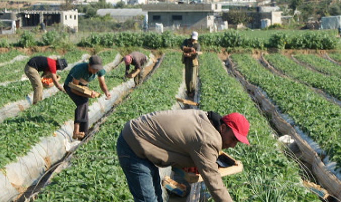 الزراعة الفلسطينية ما بين الإنتاج والاستهلاك