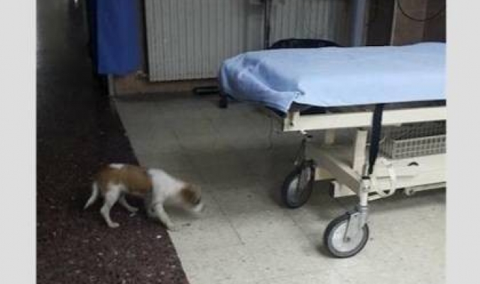 بالفيديو: تطورات جديدة في قضية الكلب.. ما الذي حدث فجر الأربعاء في مستشفى رفيديا - نابلس؟