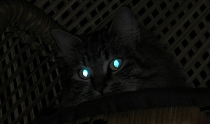 لماذا تتوهج عيون القطط في الظلام؟