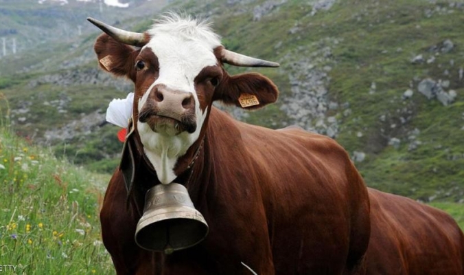 &quot;أجراس الأبقار&quot; تحرم دنماركية من الجنسية السويسرية