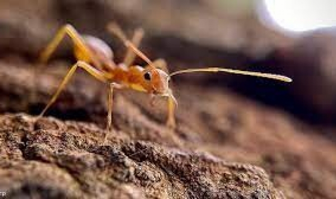 دراسة تكشف تعداد النمل في العالم