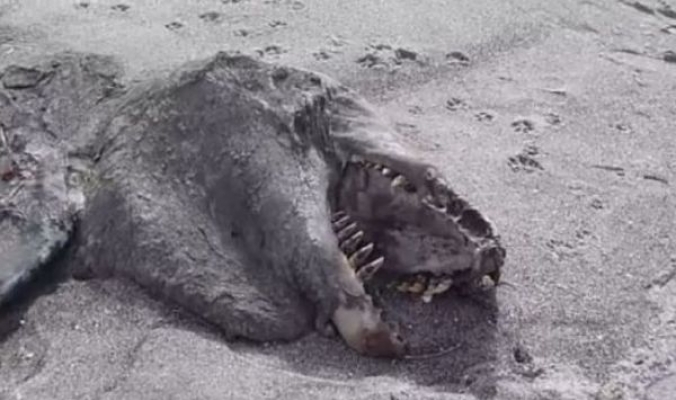 جثة وحش غامض تثير الذعر على شواطئ نيوزلندا