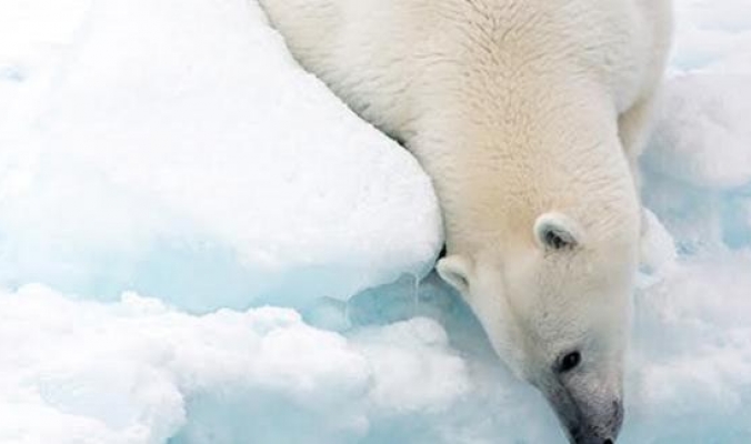 صور مؤثرة للدببة القطبية محاصرة برعب ذوبان الجليد